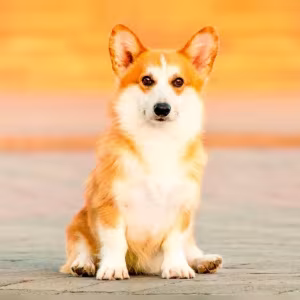 We offer adorable corgi puppies in Minneapolis