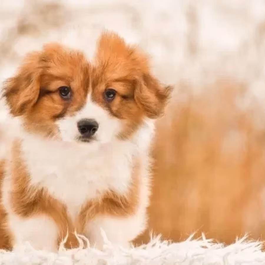 We offer adorable corgi puppies in Minneapolis