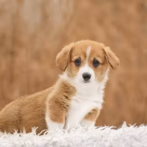 We offer adorable corgi puppies in Minneapolis