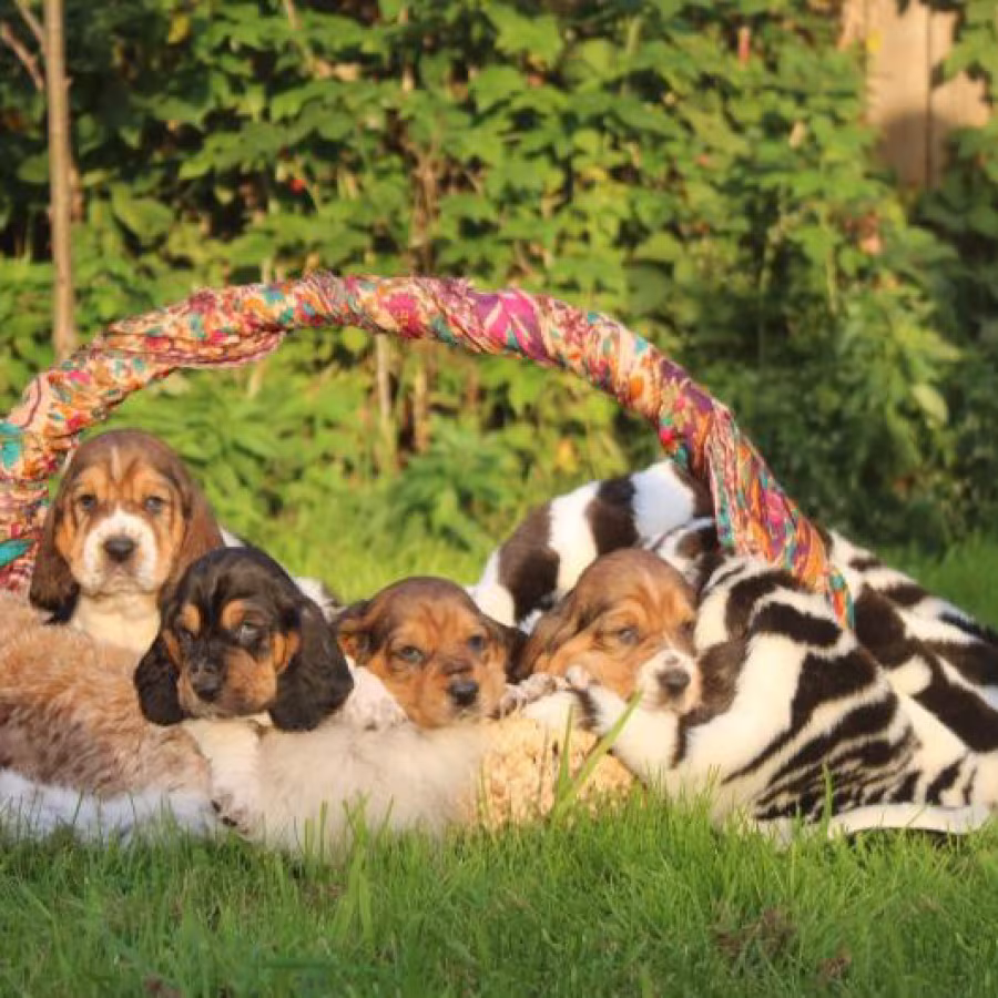 Basset Hound Puppies, Philadelphia (Pennsylvania)