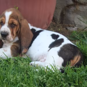 Basset Hound Puppies, Philadelphia (Pennsylvania)