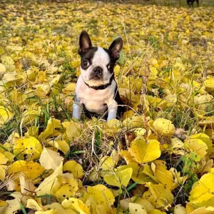 Boston Terrier puppies, 8 weeks old, Sydney (Montana)