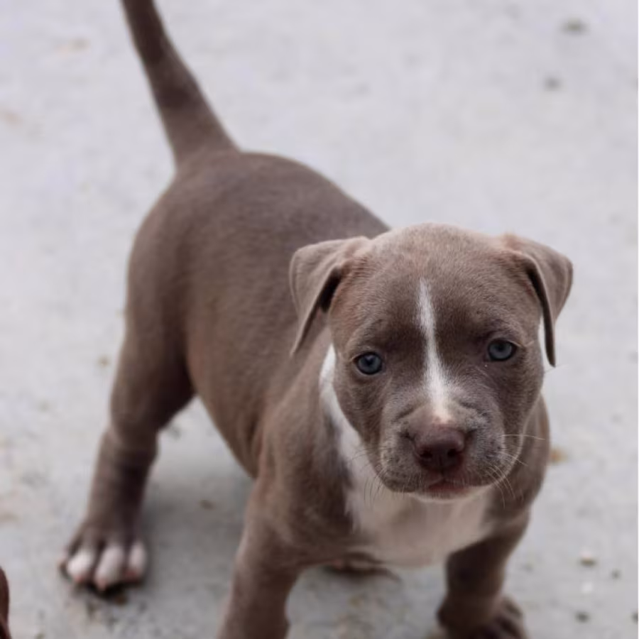 American Pit Bull Terrier puppy, girl, 10 weeks old, San Antonio (T...