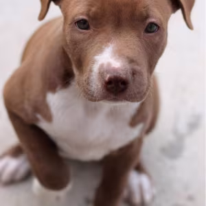 American Pit Bull Terrier puppy, girl, 10 weeks old, San Antonio (T...