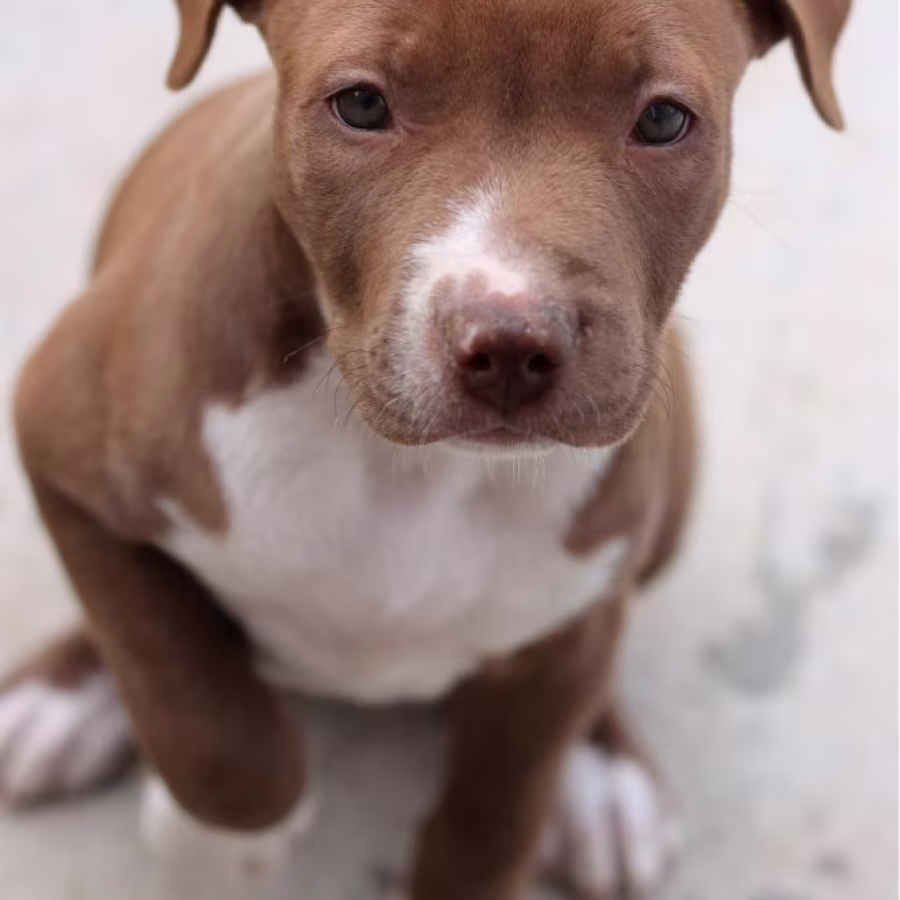 American Pit Bull Terrier puppy, girl, 10 weeks old, San Antonio (T...