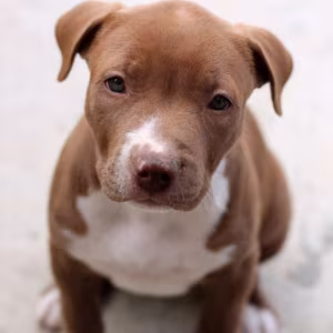 American Pit Bull Terrier puppy, girl, 10 weeks old, San Antonio (T...