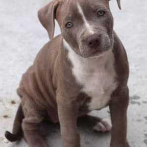 American Pit Bull Terrier puppy, girl, 10 weeks old, San Antonio (T...