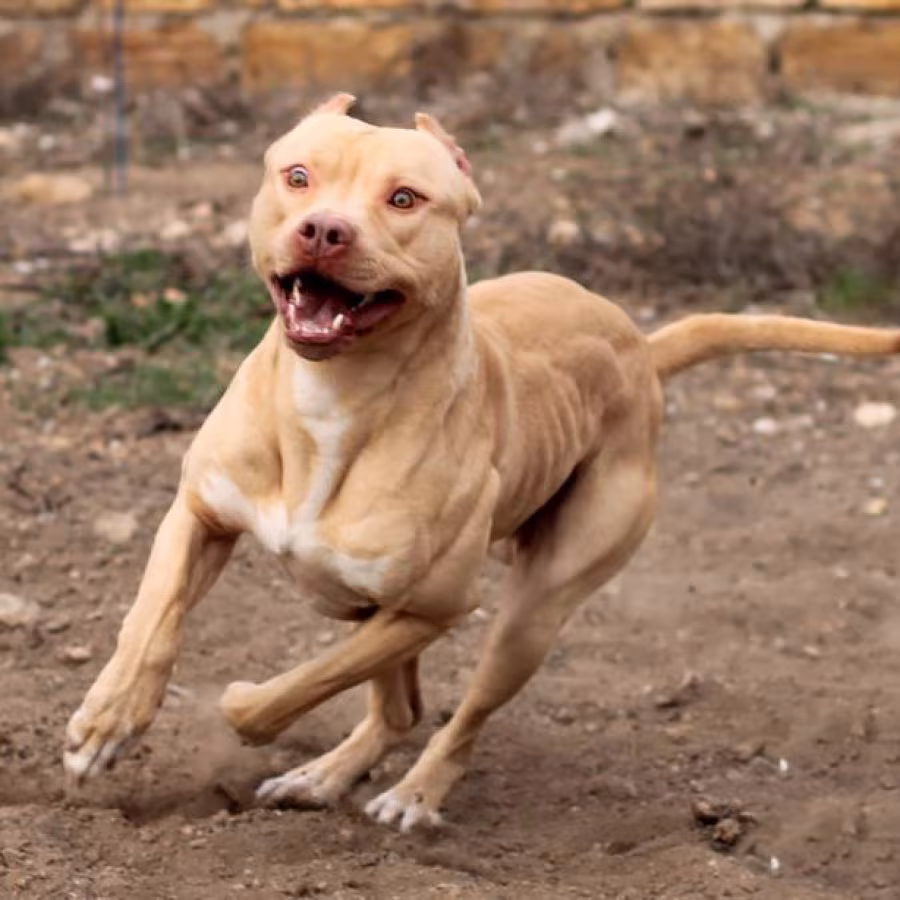 American Pit Bull Terrier puppy, girl, 10 weeks old, San Antonio (T...