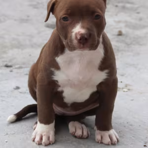 American Pit Bull Terrier puppy, girl, 10 weeks old, San Antonio (T...