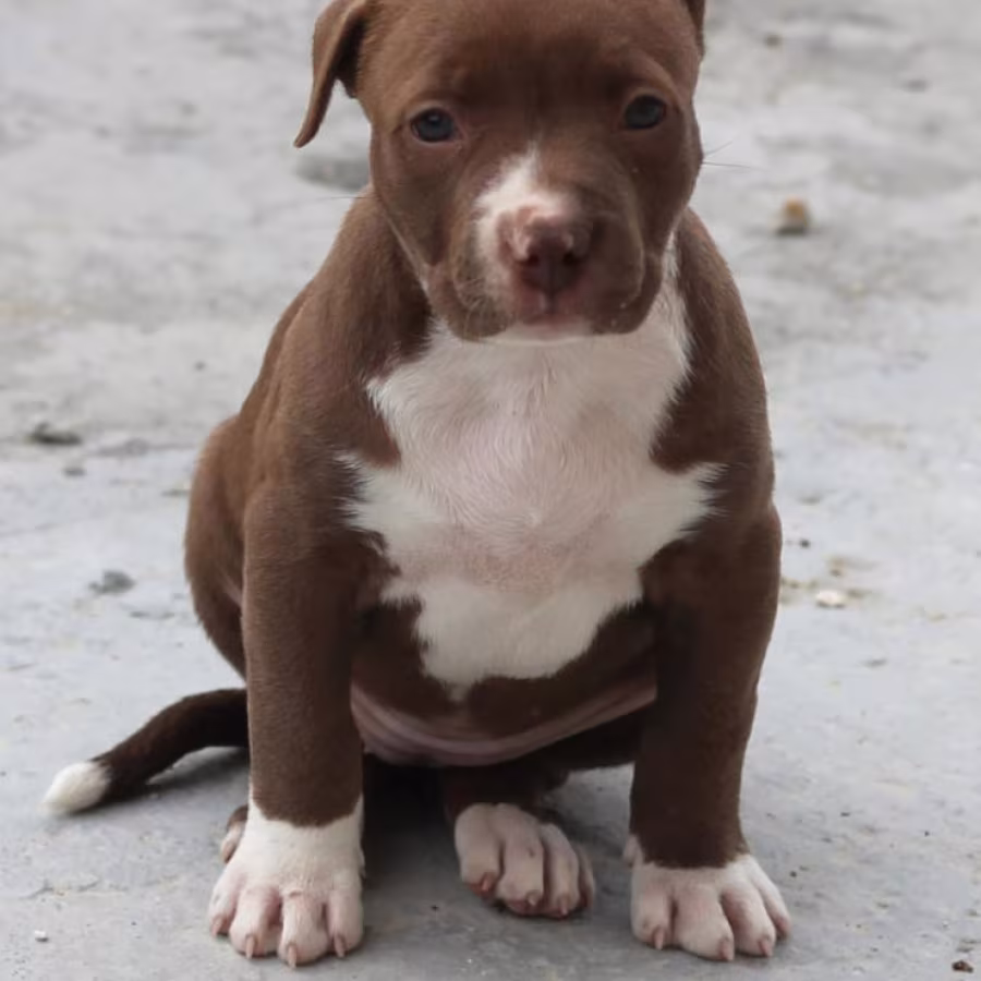 American Pit Bull Terrier puppy, girl, 10 weeks old, San Antonio (T...