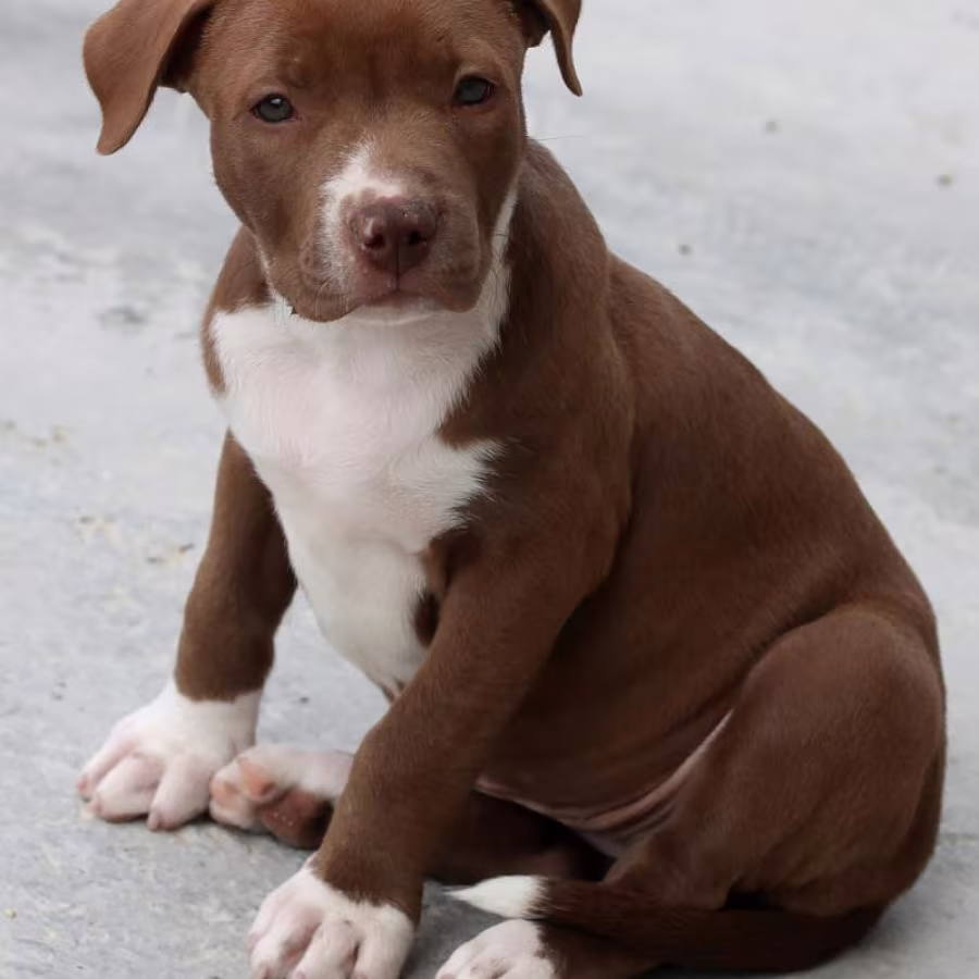 American Pit Bull Terrier puppy, girl, 10 weeks old, San Antonio (T...