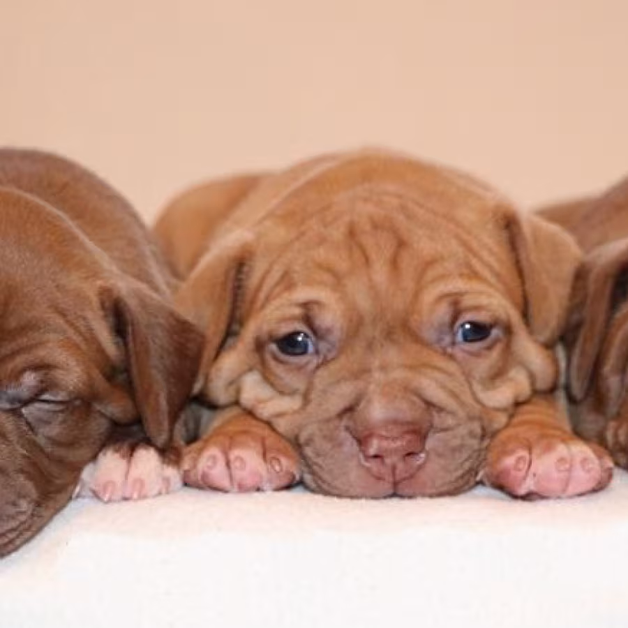 American Pit Bull Terrier puppies, 6 weeks old, Phoenix (Arizona)