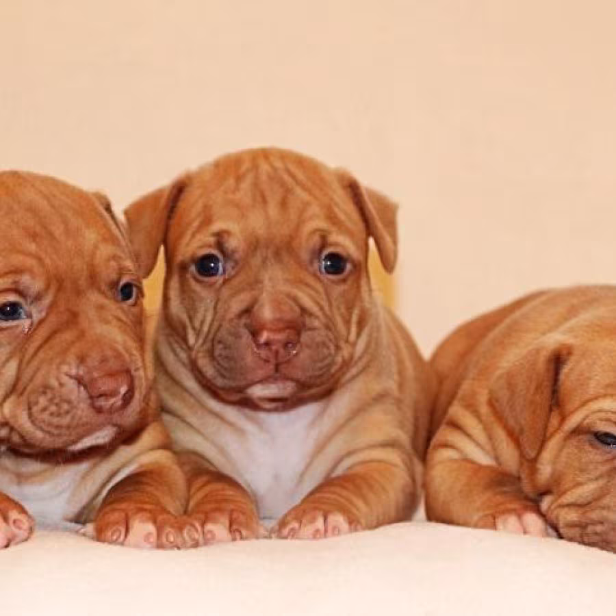 American Pit Bull Terrier puppies, 6 weeks old, Phoenix (Arizona)