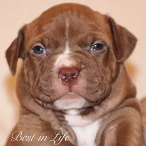 American Pit Bull Terrier puppies, 6 weeks old, Phoenix (Arizona)