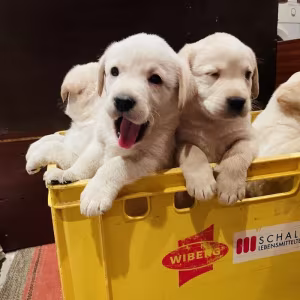 Labrador puppies for sale