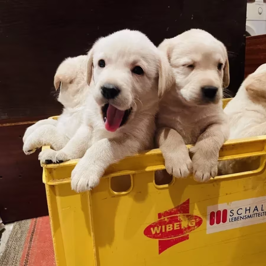 Labrador puppies for sale