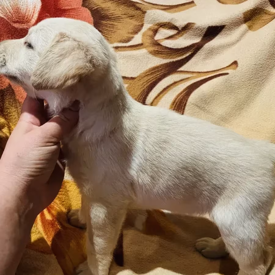 Labrador puppies for sale