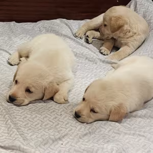 Labrador puppies for sale