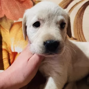 Labrador puppies for sale