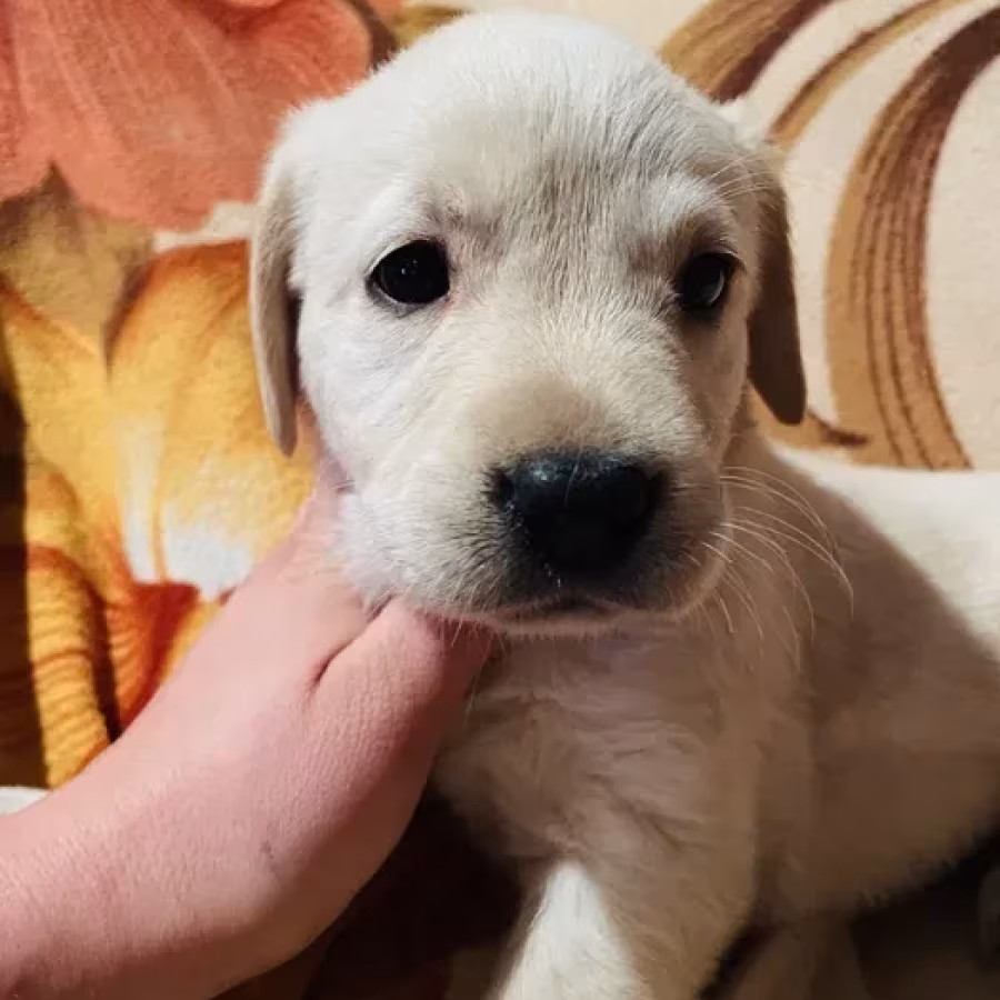 Labrador puppies for sale
