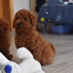 Poodle puppies, 12 weeks old, cute boy and girls from Detroit