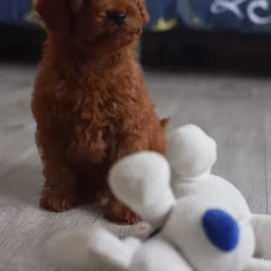 Poodle puppies, 12 weeks old, cute boy and girls from Detroit