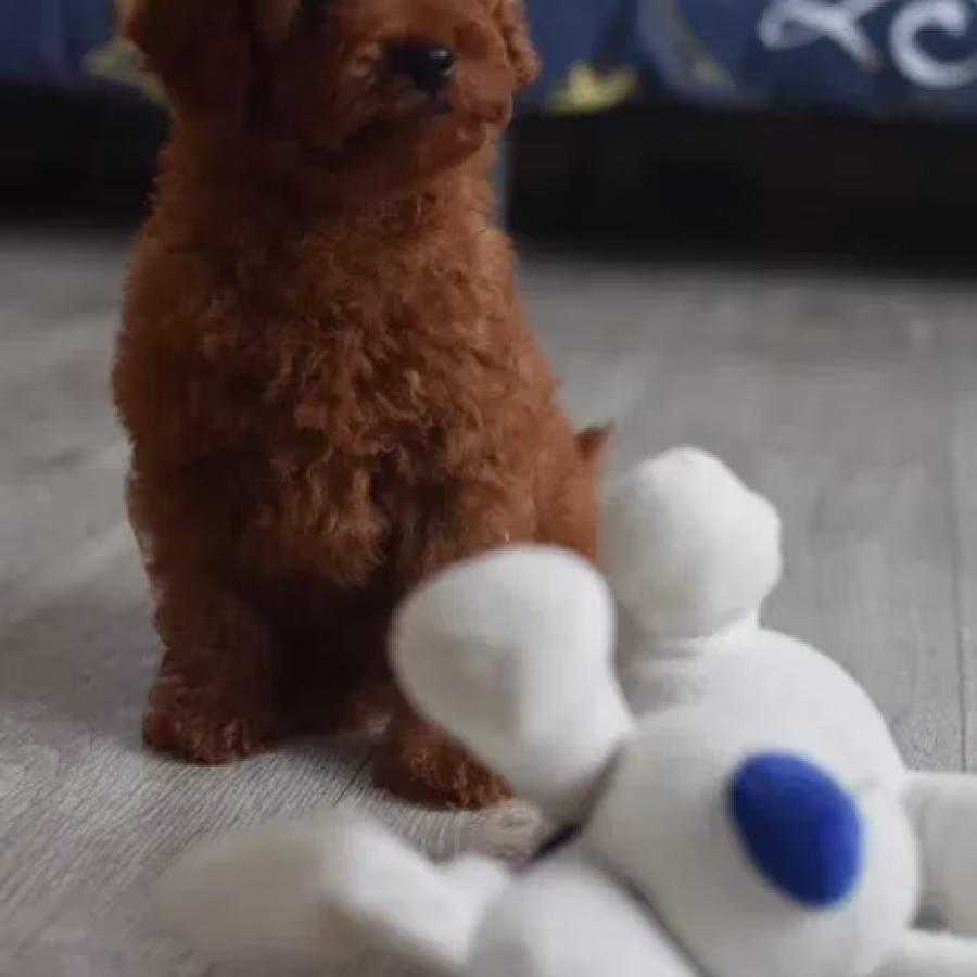 Poodle puppies, 12 weeks old, cute boy and girls from Detroit