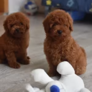 Poodle puppies, 12 weeks old, cute boy and girls from Detroit