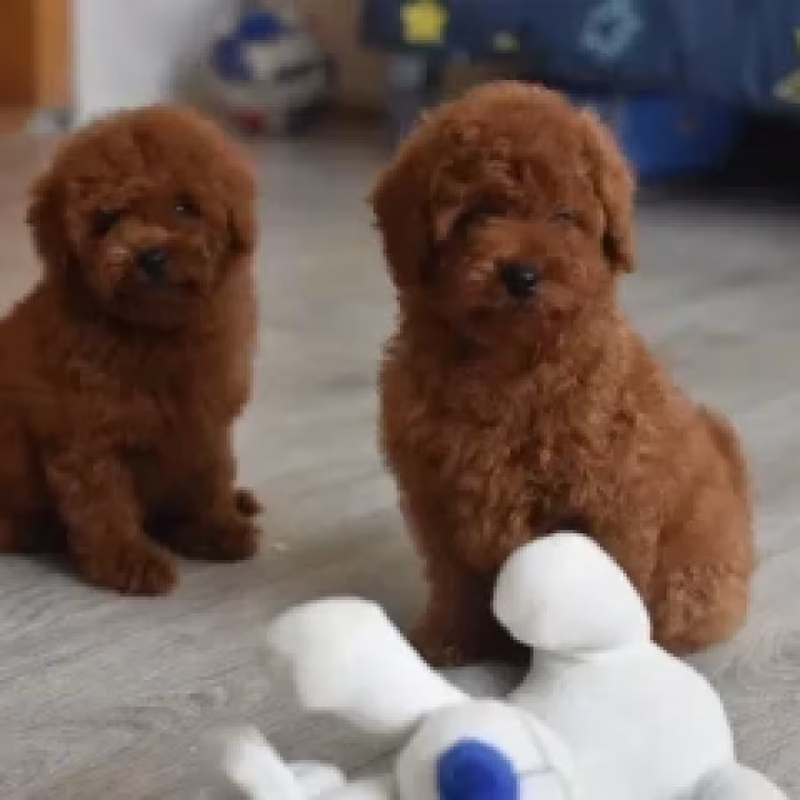 Poodle puppies, 12 weeks old, cute boy and girls from Detroit