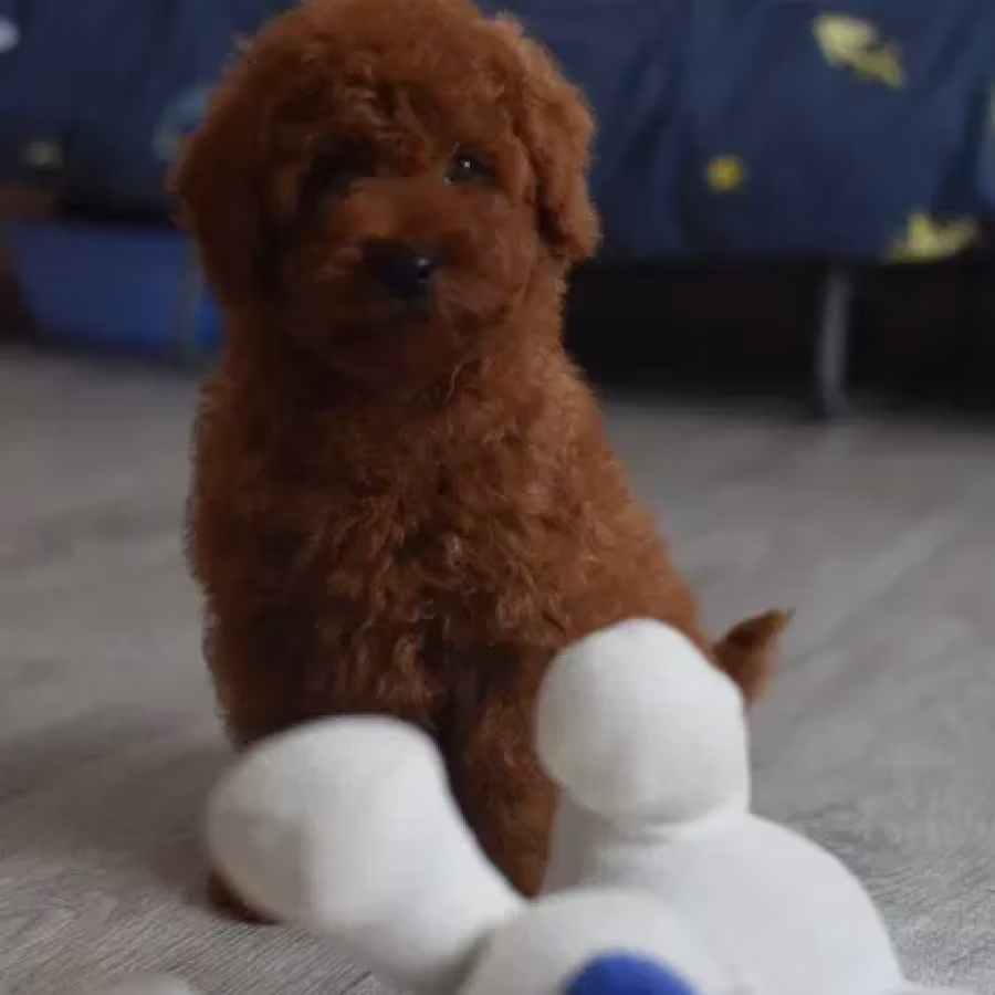 Poodle puppies, 12 weeks old, cute boy and girls from Detroit