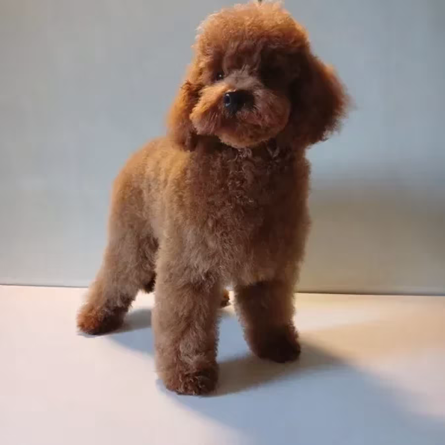 Baby curly poodle is looking for a new home