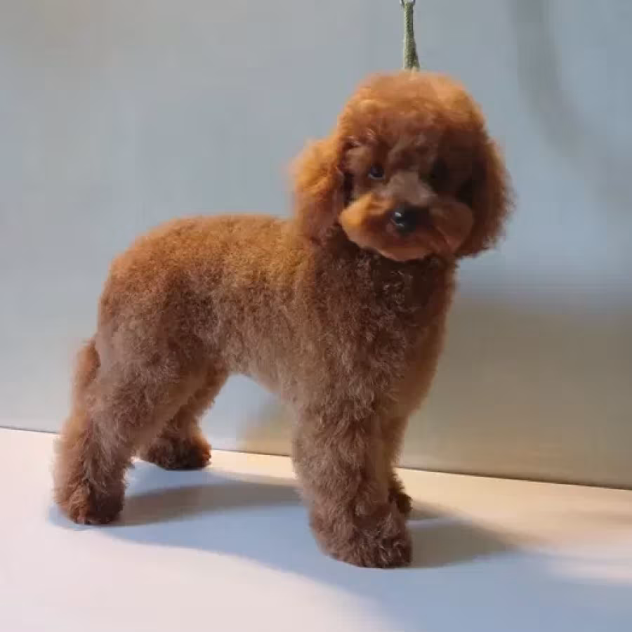 Baby curly poodle is looking for a new home