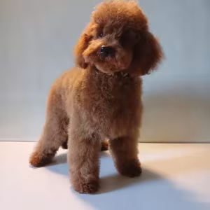 Baby curly poodle is looking for a new home
