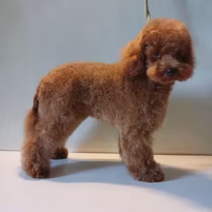 Baby curly poodle is looking for a new home
