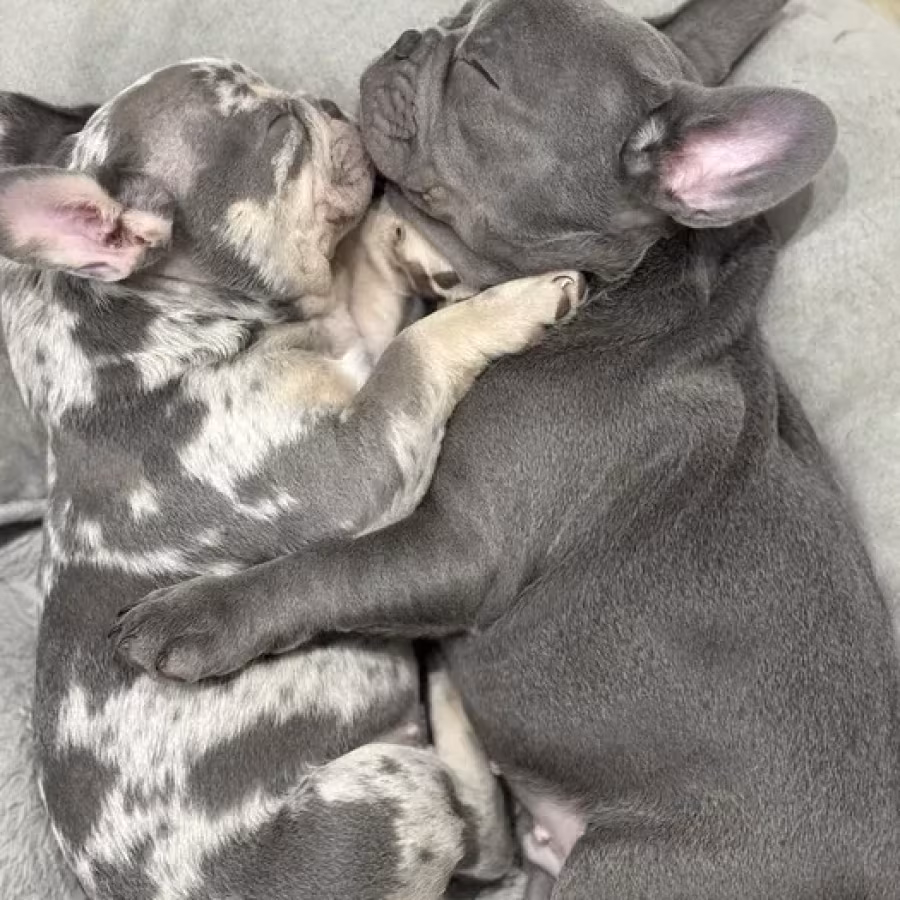 French Bulldog puppies a dose of tenderness and happiness, 8 weeks...