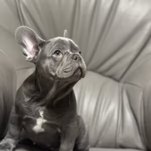 French Bulldog puppies a dose of tenderness and happiness, 8 weeks...