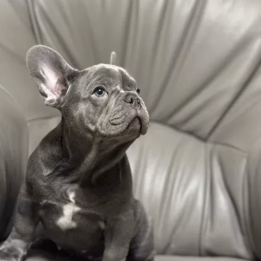 French Bulldog puppies a dose of tenderness and happiness, 8 weeks...