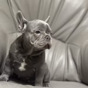 French Bulldog puppies a dose of tenderness and happiness, 8 weeks...