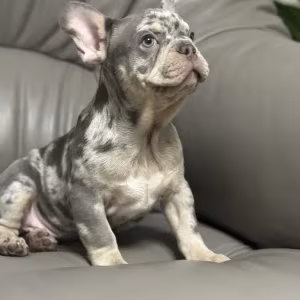 French Bulldog puppies a dose of tenderness and happiness, 8 weeks...