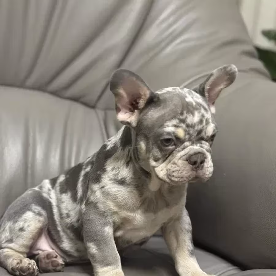 French Bulldog puppies a dose of tenderness and happiness, 8 weeks...