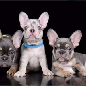 4 French Bulldog Puppies are looking for a Home
