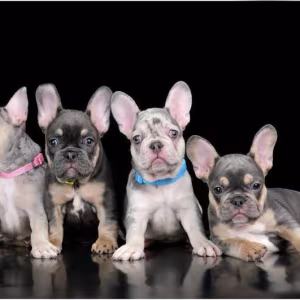 4 French Bulldog Puppies are looking for a Home
