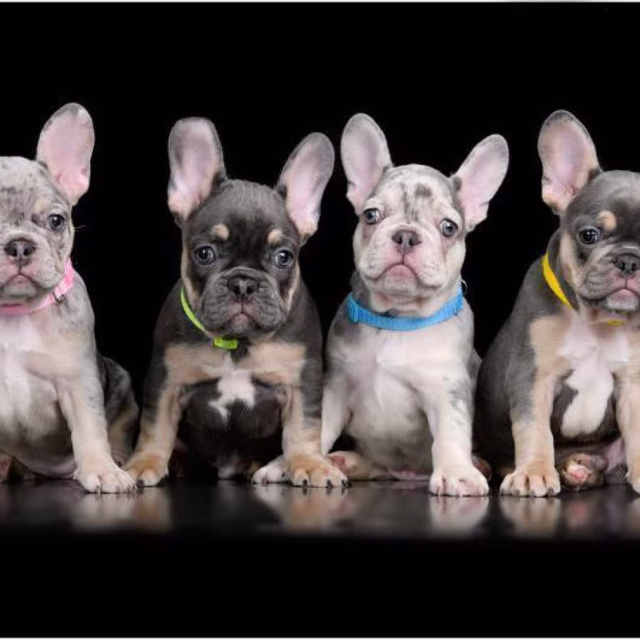 4 French Bulldog Puppies are looking for a Home