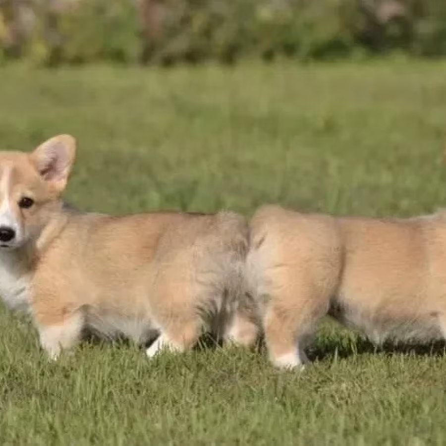 Welsh Corgi boy and girl, 8 weeks old, Austin (Texas)