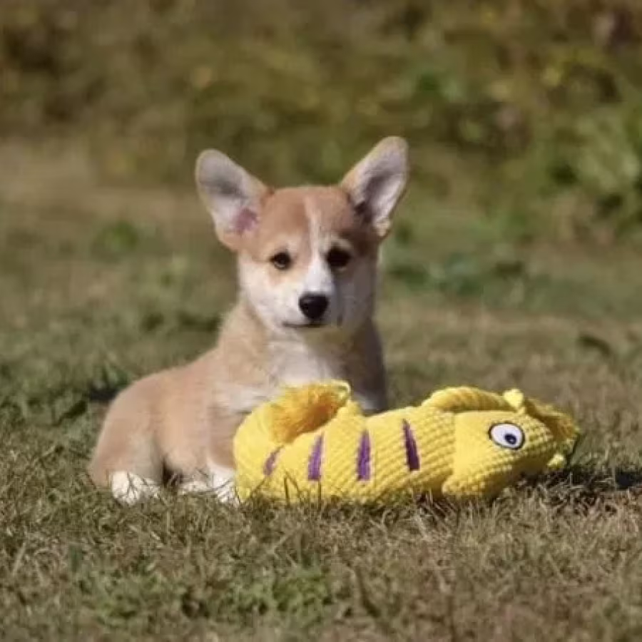 Welsh Corgi boy and girl, 8 weeks old, Austin (Texas)