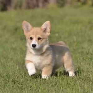 Welsh Corgi boy and girl, 8 weeks old, Austin (Texas)