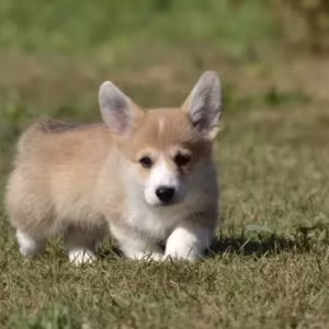 Welsh Corgi boy and girl, 8 weeks old, Austin (Texas)