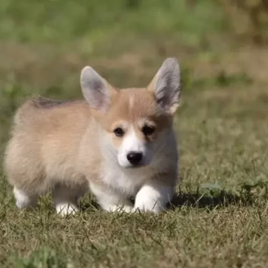 Welsh Corgi boy and girl, 8 weeks old, Austin (Texas)
