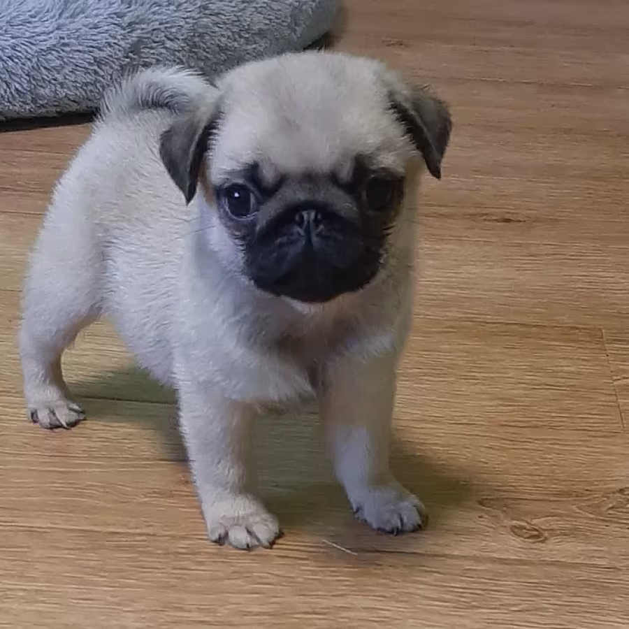 Pug girl looking for a new home