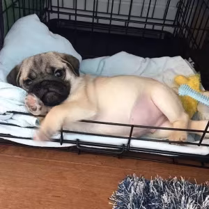 Pug girl looking for a new home